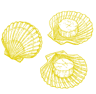 scallop drawing
